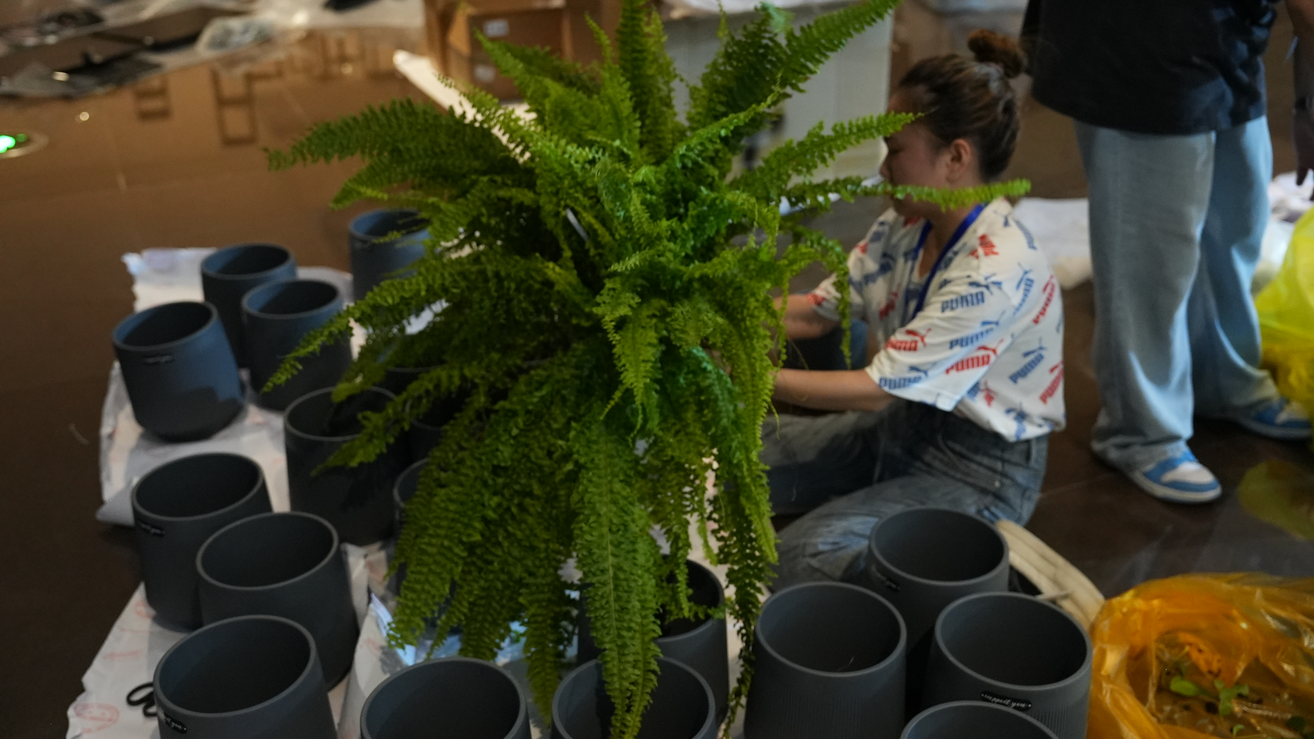 Exhibition setup — plants in place