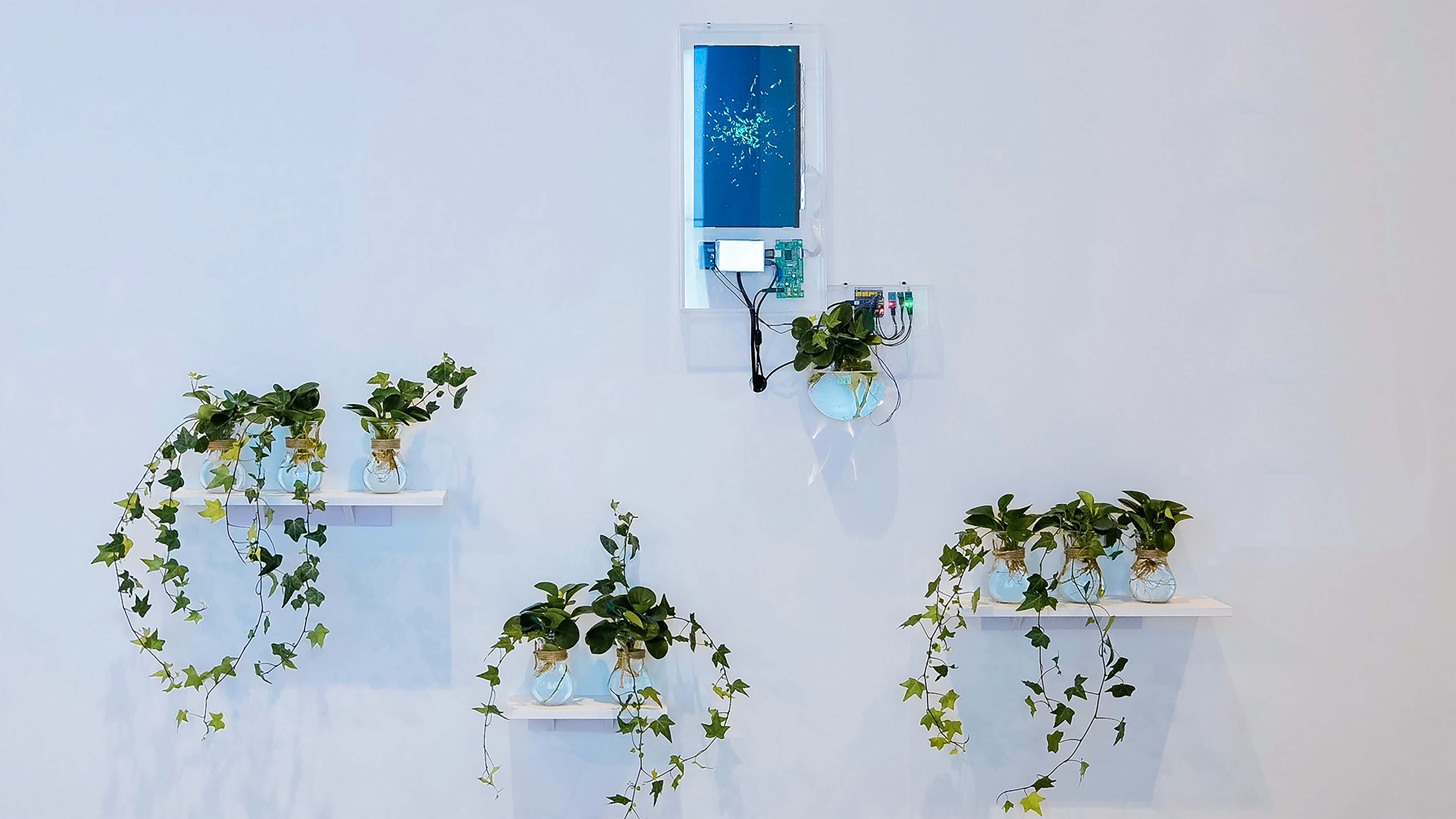 The Light Humor of Plants