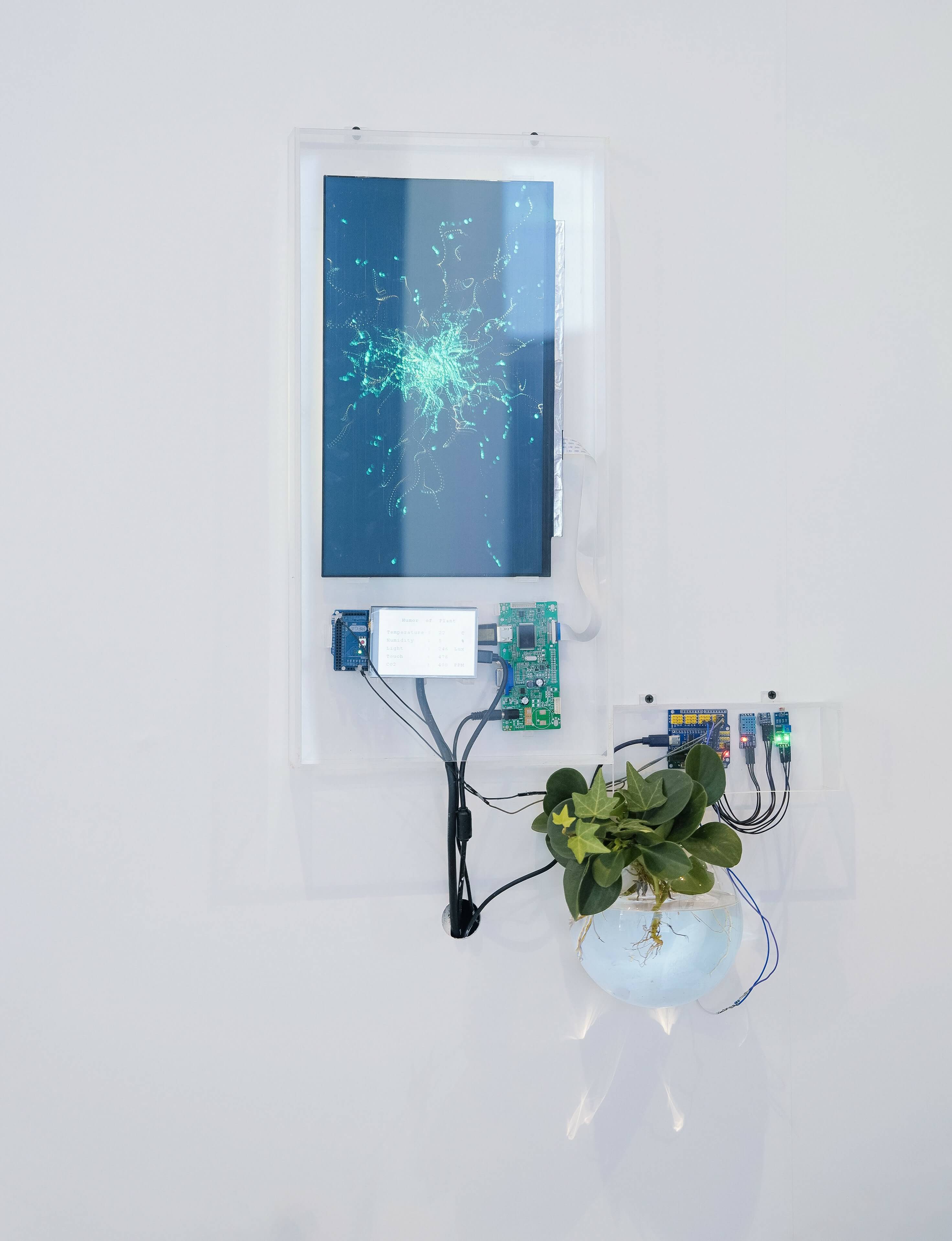 Installation — display with plant