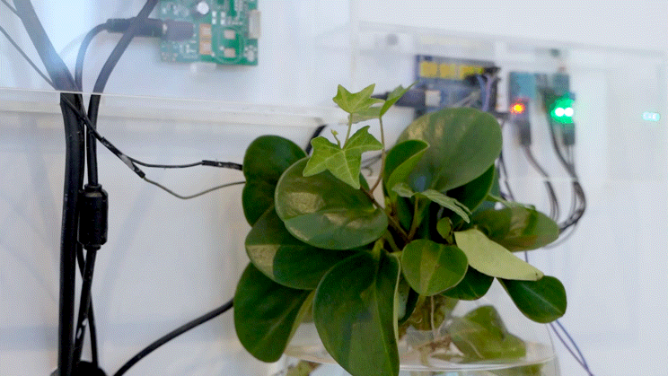 Installation — wired plant on wall