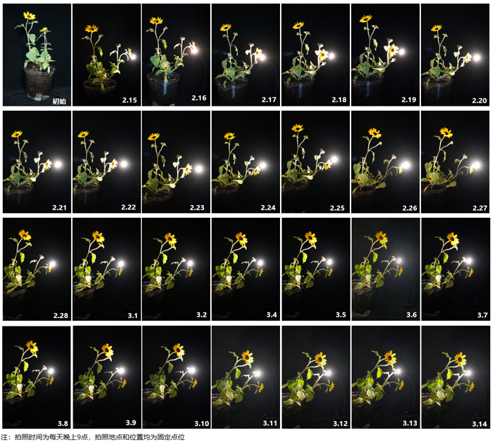 Light experiment — seedling array
